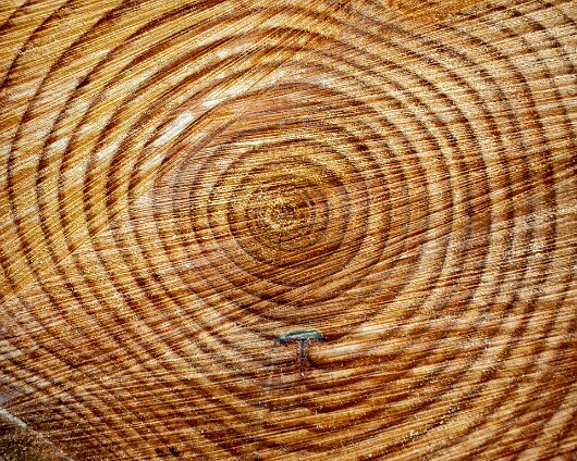 2025-02-Cherry-Laurel-13