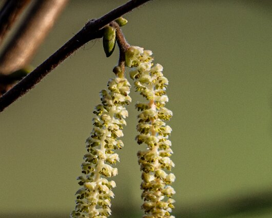 Catkin-1