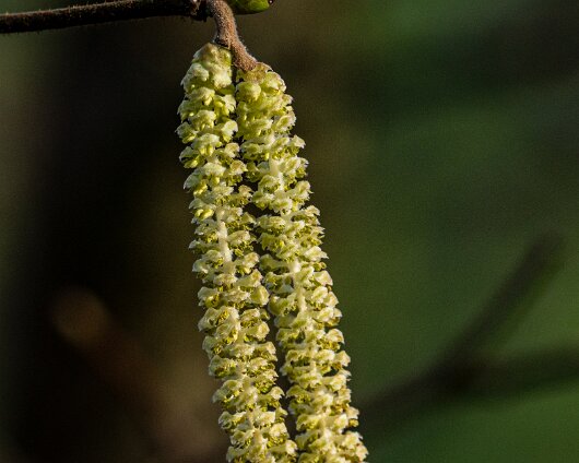 Catkin-2