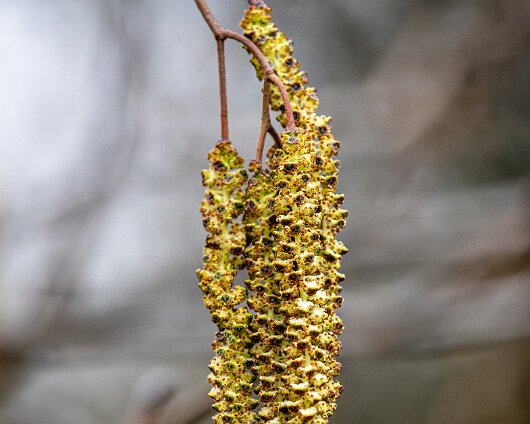 Catkin-3