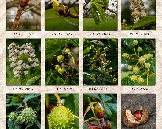 2024- Project-A-Year-of-a-Chestnut-Tree