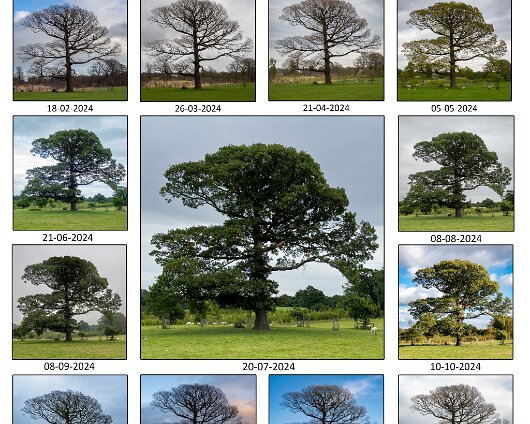 2024- Project-A-Year-of-an-Oak-Tree