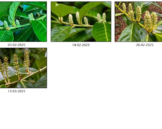 2025- Project-A-Year-of-a-Laurel-Tree