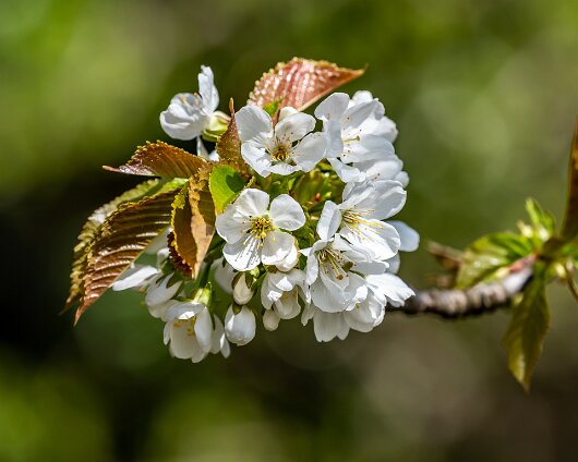 Wild-Cherry-Trees