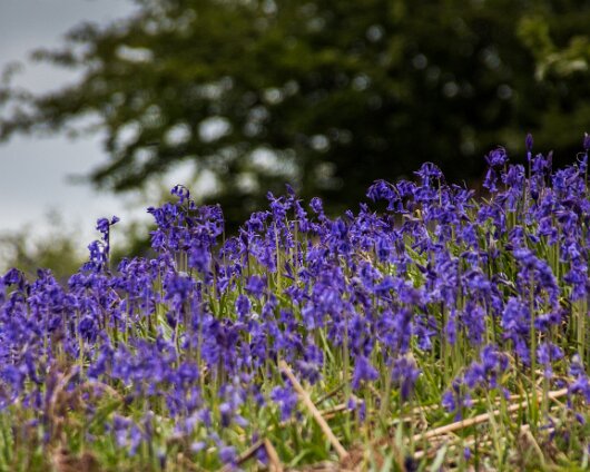 Bluebells-1