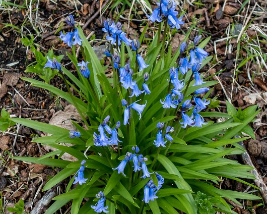 Bluebells-6