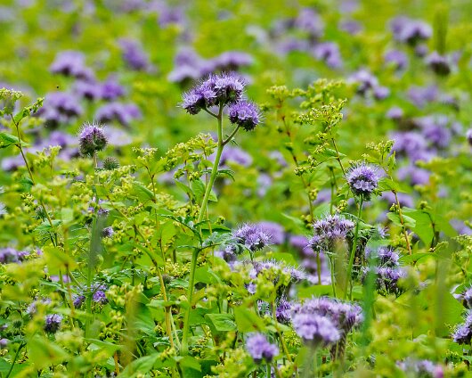 Wild-Flowers-2020-09-14