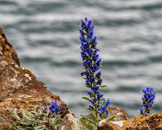 Wild-Flowers-2021-06-23