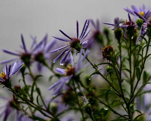 Wild-Flowers-2021-09-10