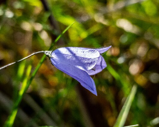 Wild-Flowers-2021-09-13