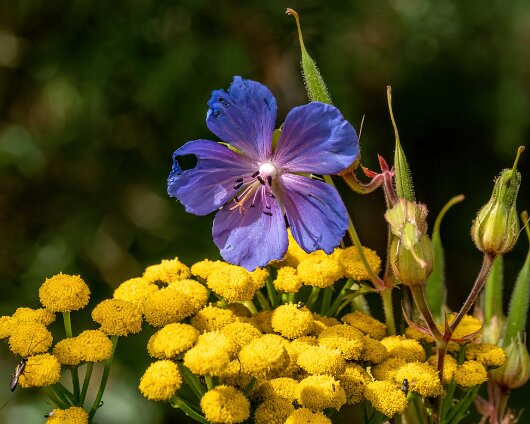 Wild-Flowers-2022-08-01-1