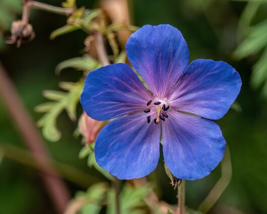 Wild-Flowers-2022-08-01-2