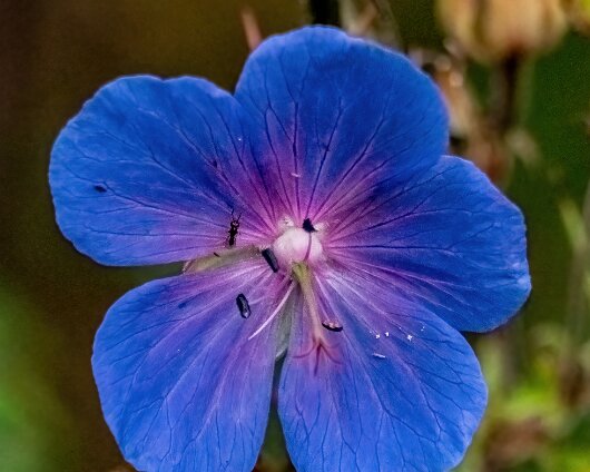 Wild-Flowers-2022-08-07