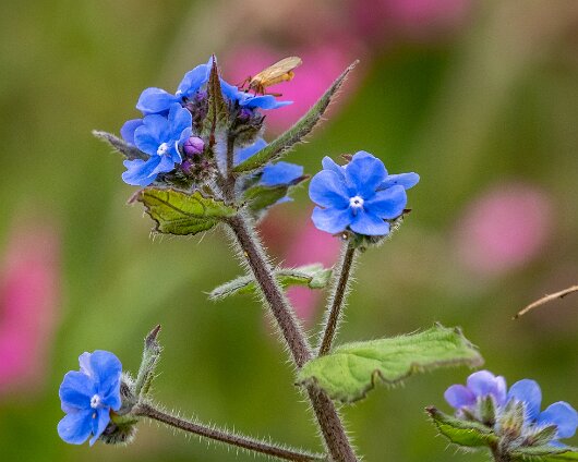 Wild-Flowers-2023-05-22