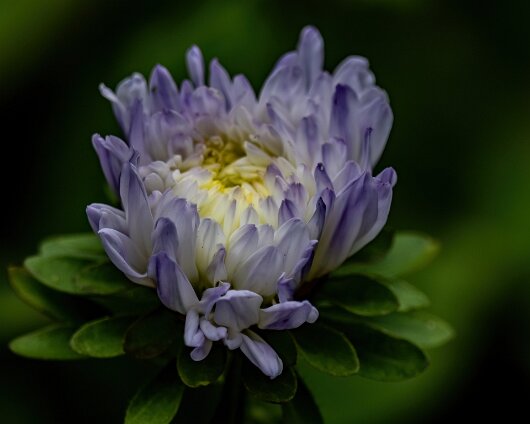 Wild-Flowers-2023-09-01