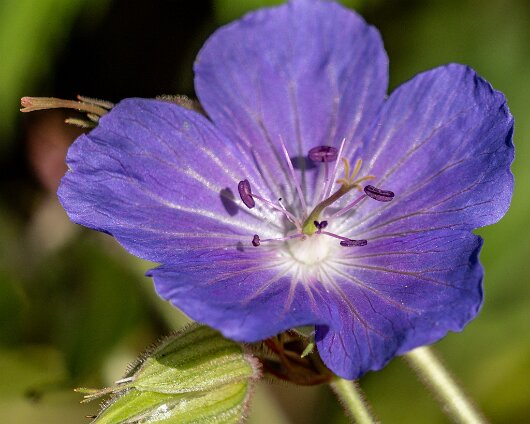 Wild-Flowers-2024-07-26-1