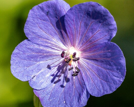 Wild-Flowers-2024-07-26-2