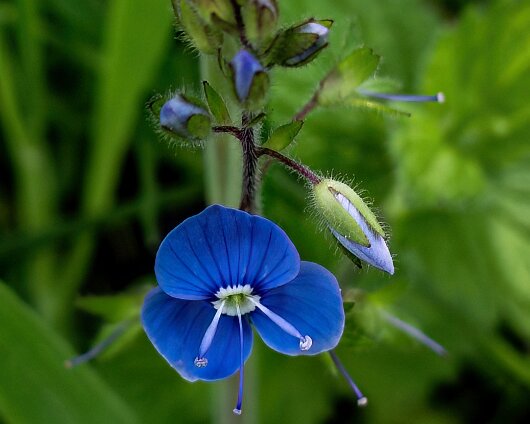 Wild-Flowers-2025-05-30-1