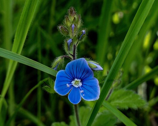 Wild-Flowers-2025-05-30-2