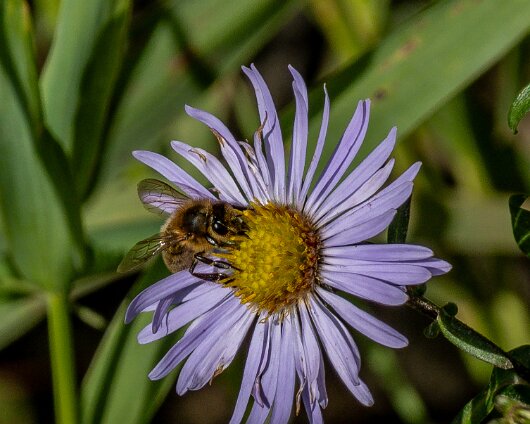 Wild-Flowers-2025-08-10