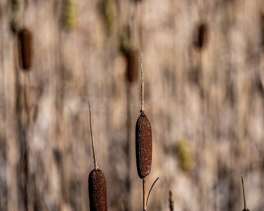 6-Reeds-1