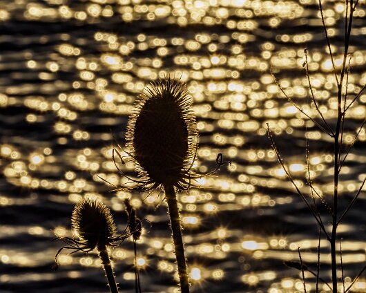 7-Wild-Flowers-2