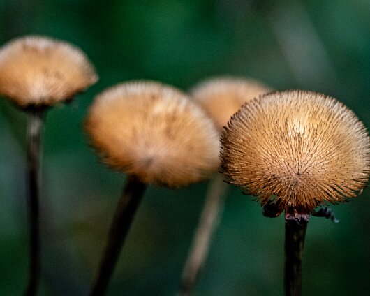 8-Wild-Flowers-43