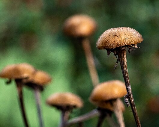 8-Wild-Flowers-44
