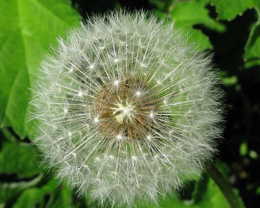 Dandelion-2011-04-30