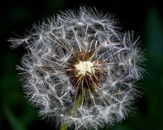 Dandelion-2015-06-12-2