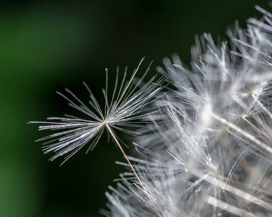 Dandelion-2015-06-12-3