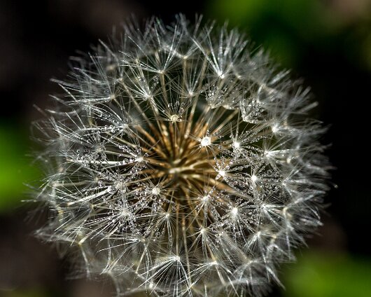 Dandelion-2016-08-16-1