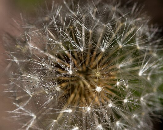 Dandelion-2016-08-16-2