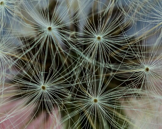 Dandelion-2016-08-16-3