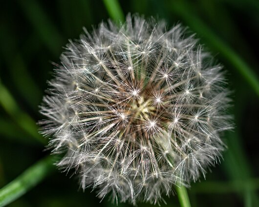 Dandelion-2020-05-29-1
