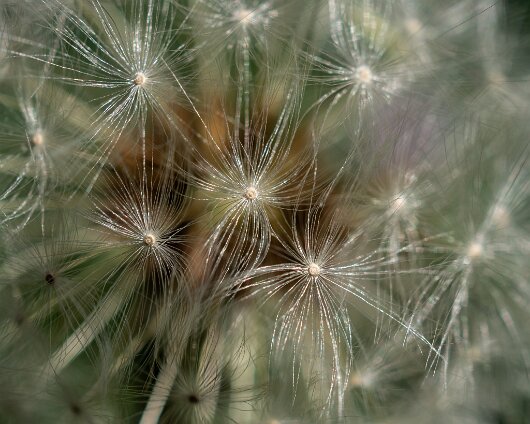 Dandelion-2020-05-29-2
