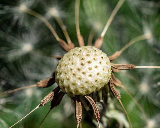 Dandelion-2020-05-30-1