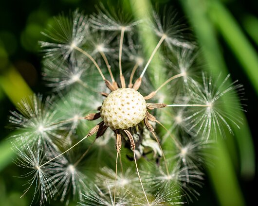 Dandelion-2020-05-30-2