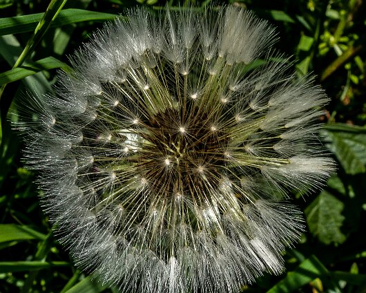 Dandelion-2022-05-23-1