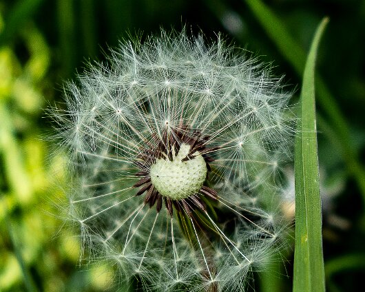 Dandelion-2022-05-23-2