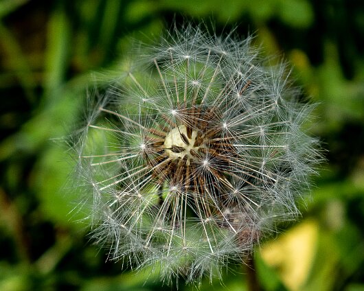 Dandelion-2022-05-23-3