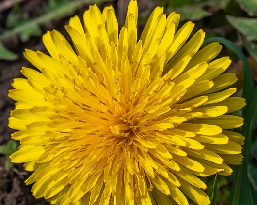 Dandelion-2023-05-03-1