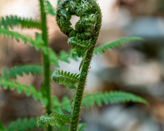 3-Fern