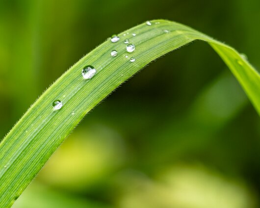 5-Grass-2