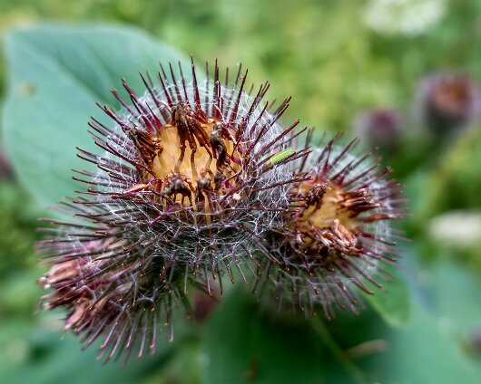 10-Wild-Flowers-142