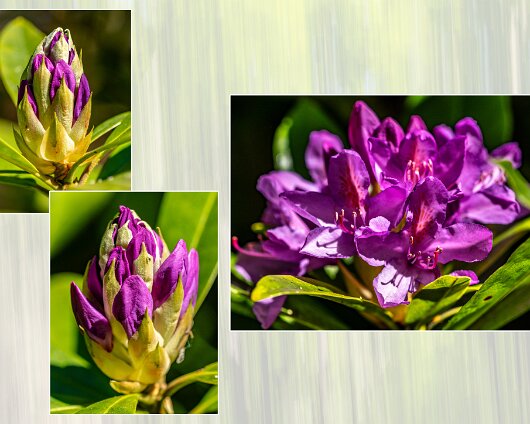 2-Wild-Flowers-161