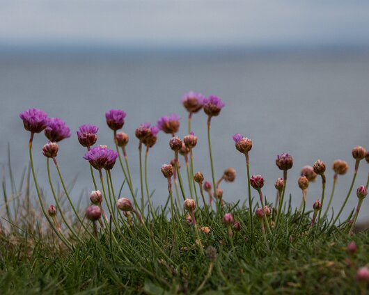 Wild-Flower-2014-05-12-1
