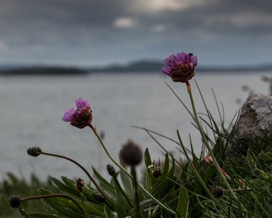 Wild-Flower-2014-05-12-2