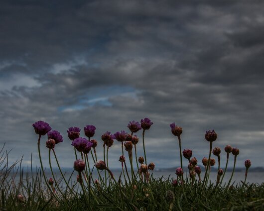 Wild-Flower-2014-05-12-3