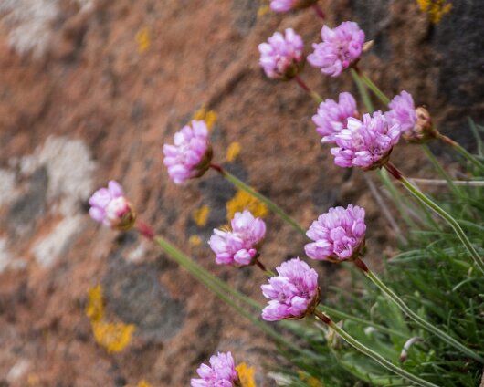 Wild-Flower-2014-05-12-4